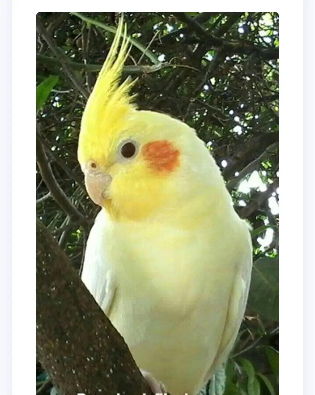 عروس هندی گمشده|حیوانات|شوشتر, |دیوار