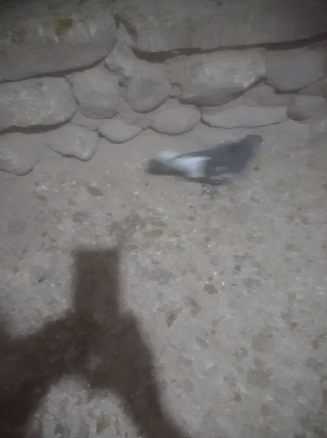 کبوتر|پرنده|قوچان, |دیوار