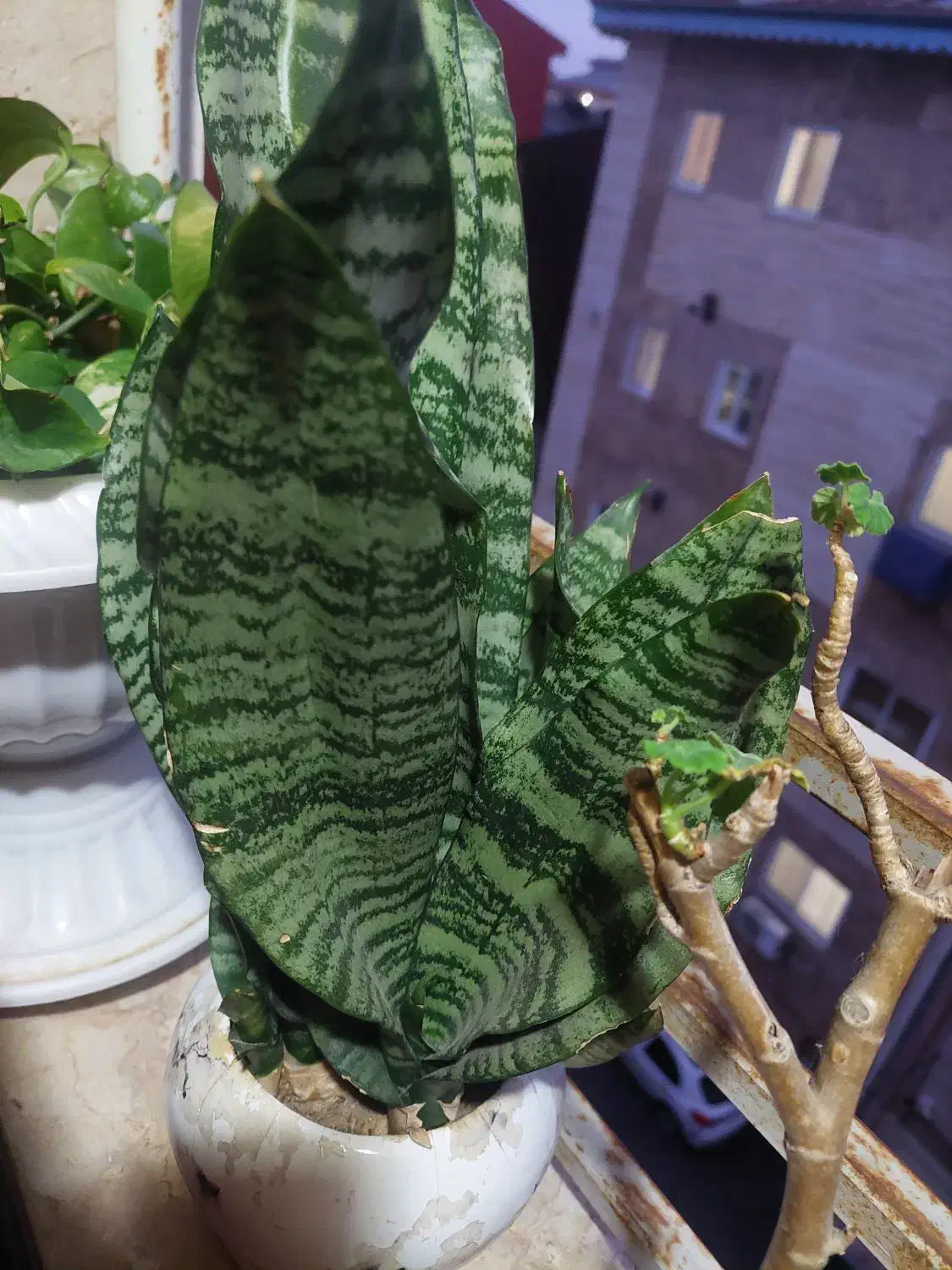 گل سانسوریا|گل و گیاه طبیعی|رشت, جهاد|دیوار