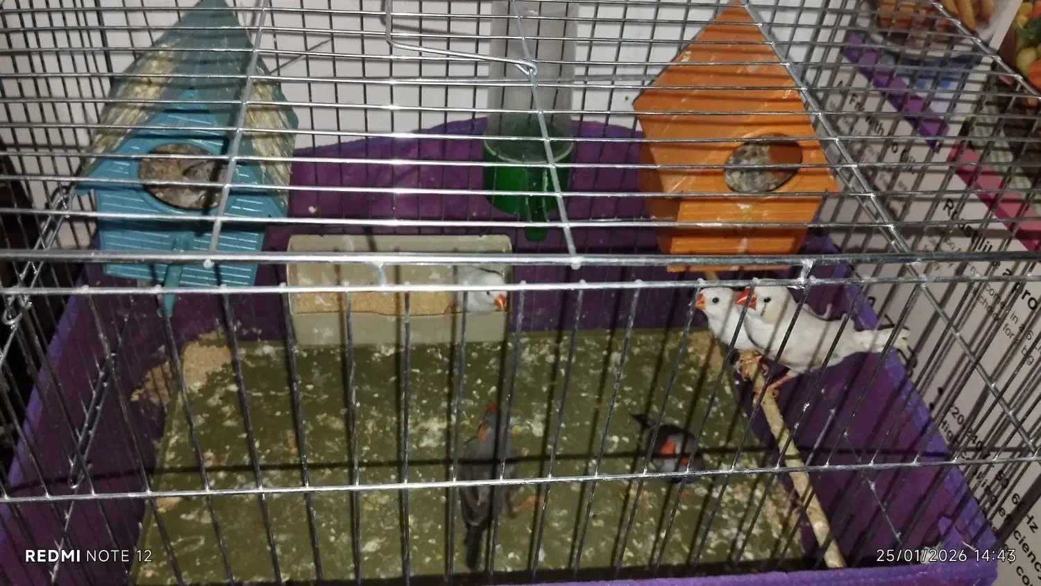 فنچ مولد و تخم گذار و مرغ عشق انگلیسی اصل|پرنده|کرمان, |دیوار