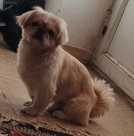 سگ پیکینیز امپریال اصل وارداتی نر|سگ|کرمان, |دیوار