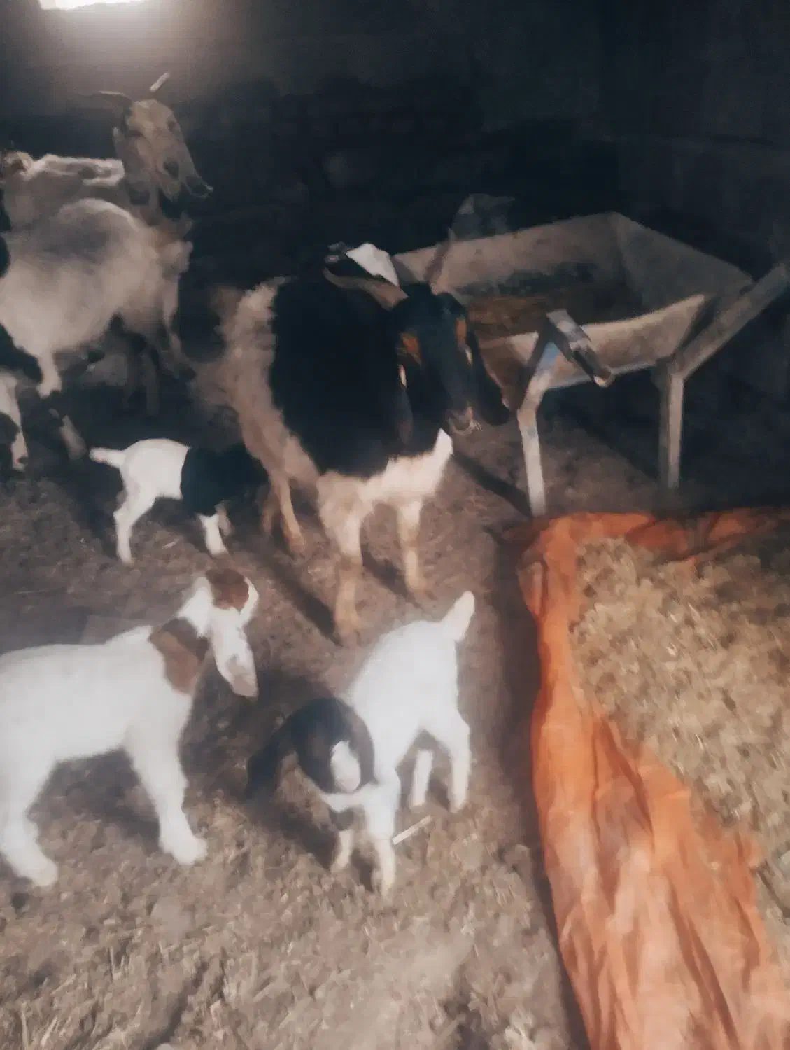 بز بزغاله|حیوانات مزرعه|تربت‌حیدریه, بالا ولایت|دیوار