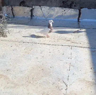 کبوتر|پرنده|ساوه, |دیوار