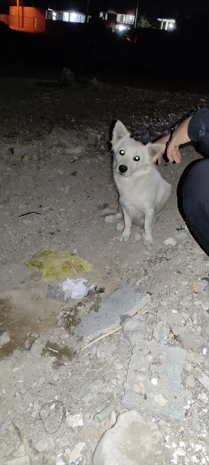 سگ گمشده|سگ|نورآباد ممسنی, |دیوار