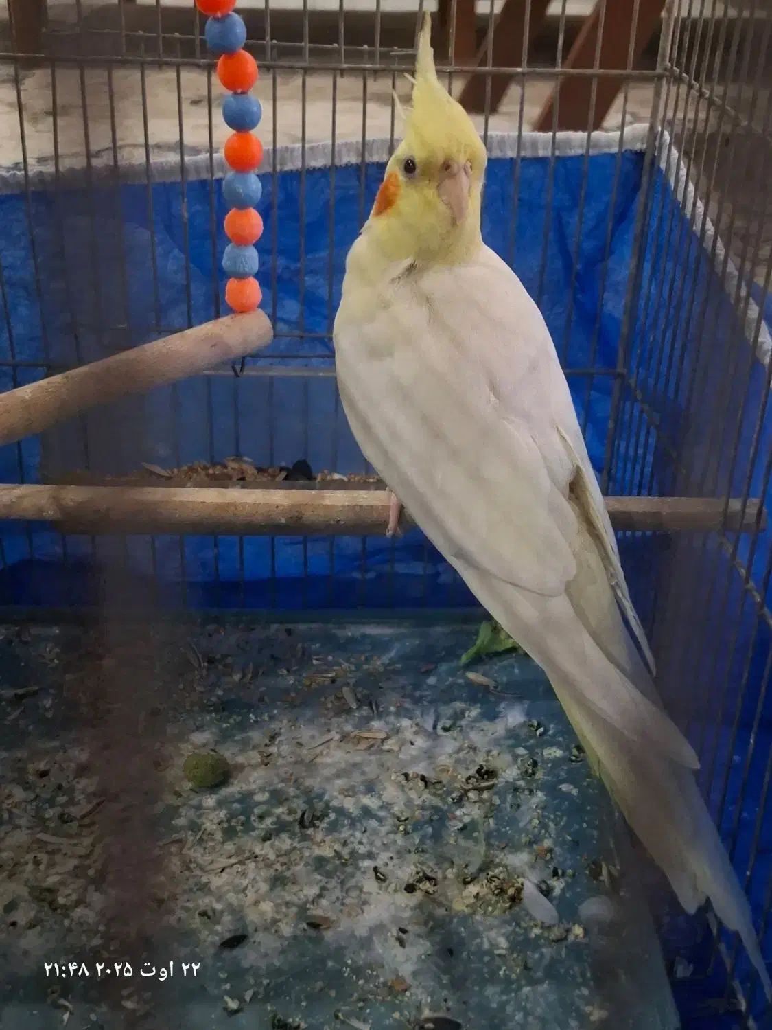 عروس هلندی|پرنده|شاهینشهر, شهرک سایت|دیوار