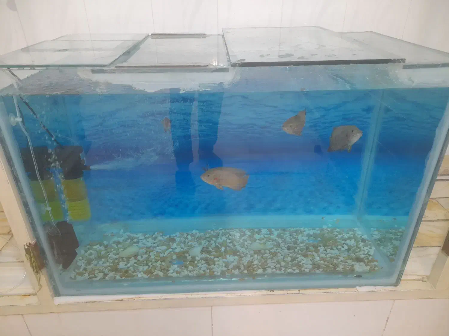 فروش ۳ عدد ماهی اسکار|ماهی|اردکان, |دیوار