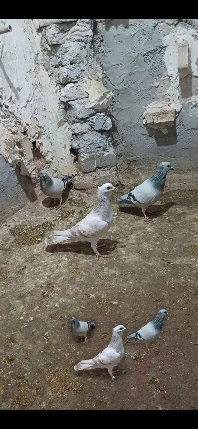 سبز کلاهی|حیوانات|کرمان, |دیوار