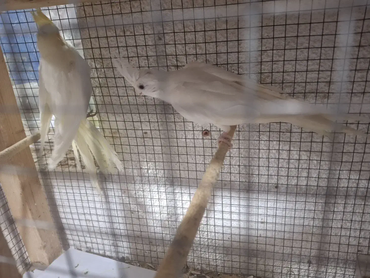 عروس هلندی جفت ومرغ عشق|پرنده|بندرعباس, |دیوار