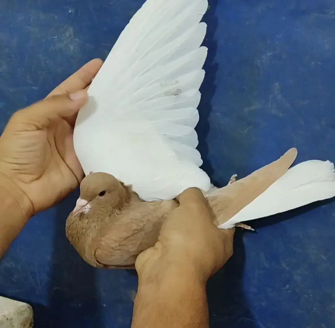 کبوتر|پرنده|خرمدشت, |دیوار