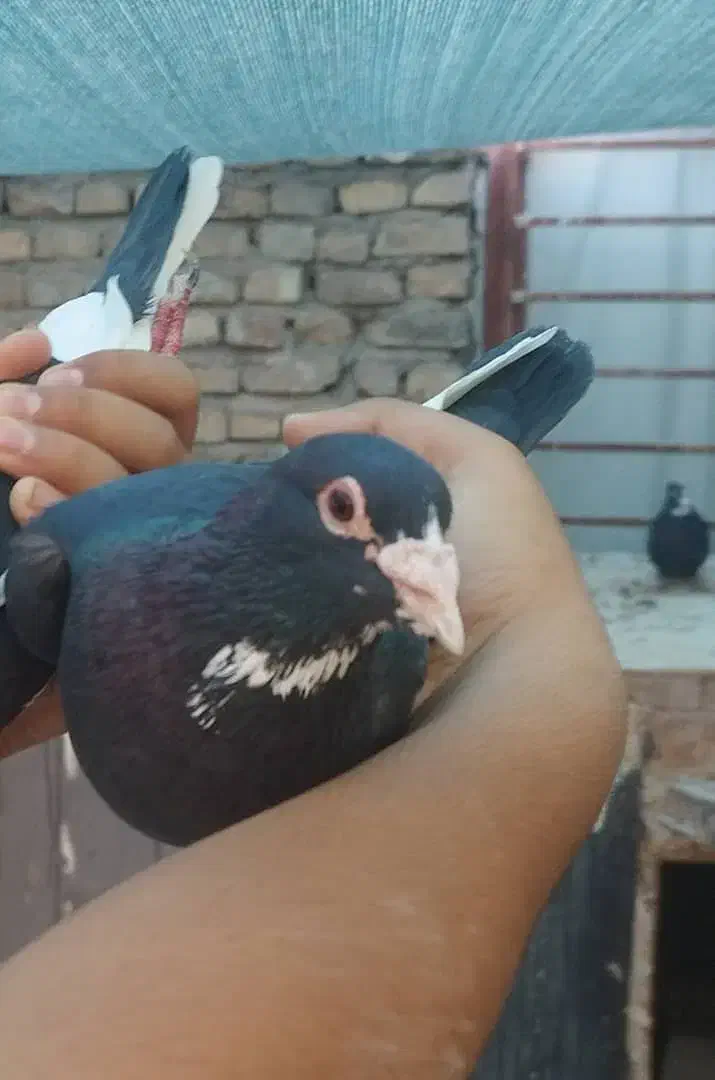 چهار تا جوجه پلنگ با یک زرد کلاهی|پرنده|کرمان, |دیوار