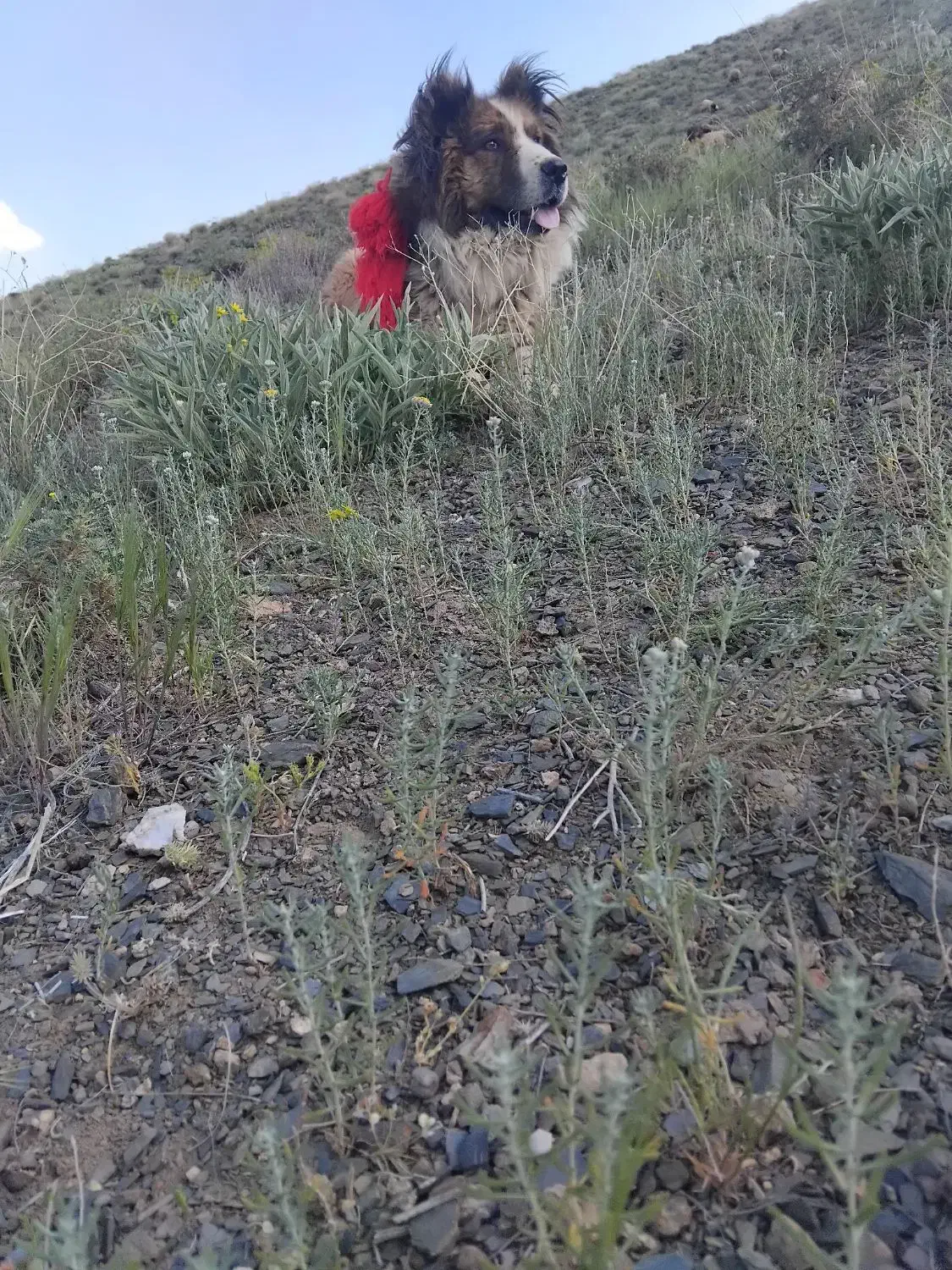 سگ گله اصفهان|سگ|بوئین و میاندشت, |دیوار