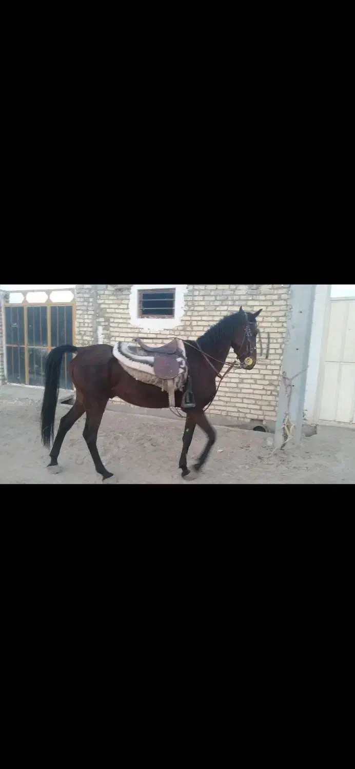 فروش اسب|اسب و تجهیزات اسبسواری|آران و بیدگل, |دیوار