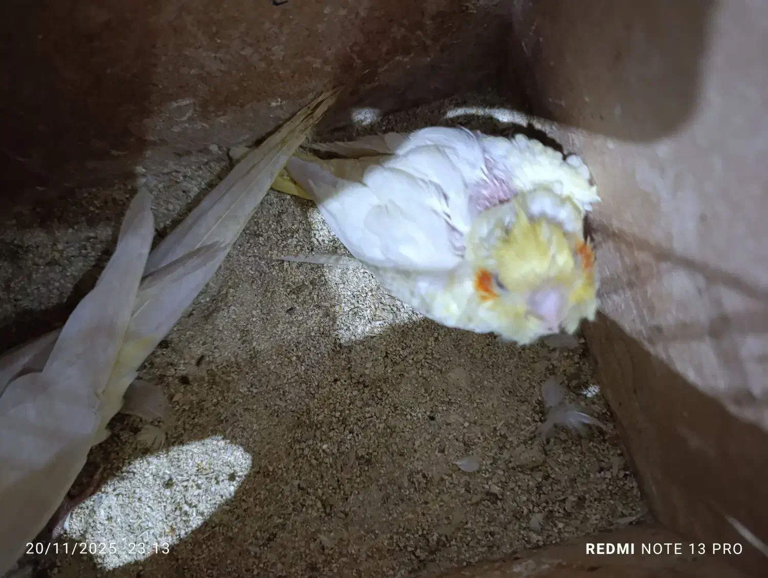 عروس هلندی سرلاکی لوتینو|پرنده|شادگان, |دیوار