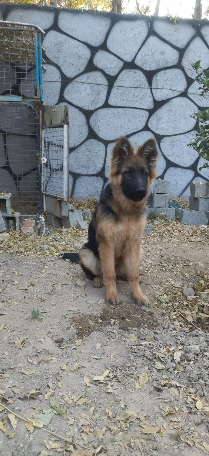 توله ژرمن شولاین|سگ|اسلام‌شهر, شاطره|دیوار