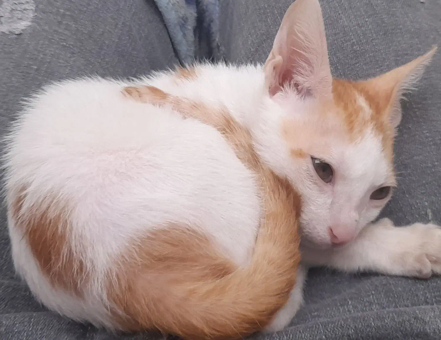 گربه گمشده مژدگانی عالی|حیوانات|بندرعباس, |دیوار