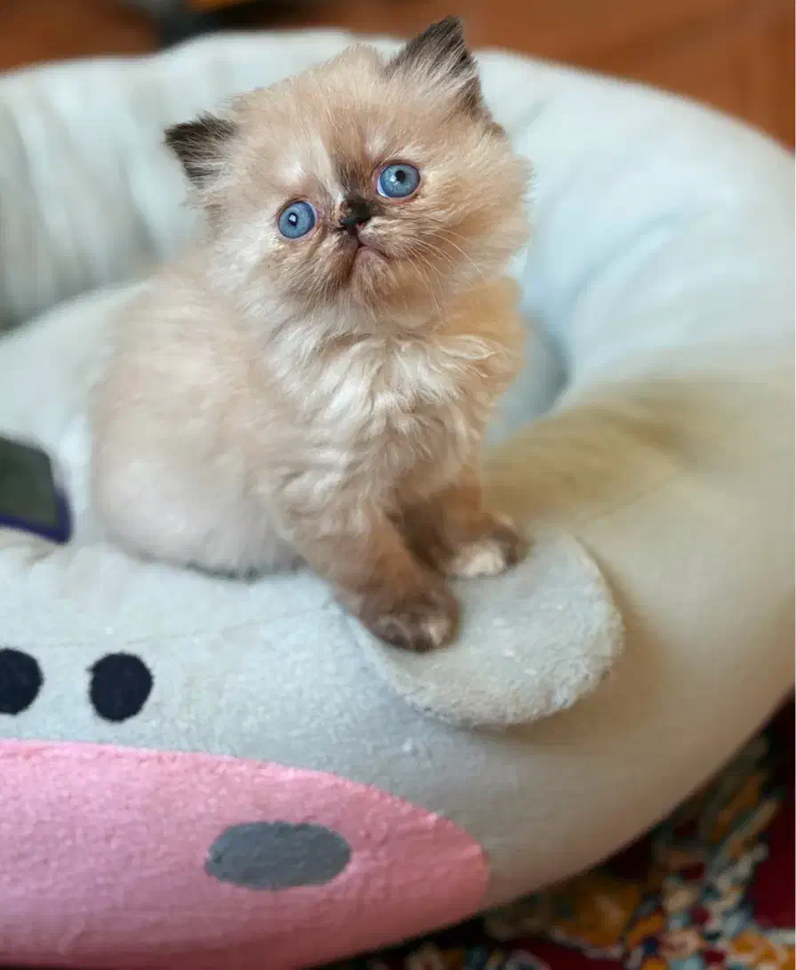 پرشین ماده|گربه|رشت, منظریه|دیوار