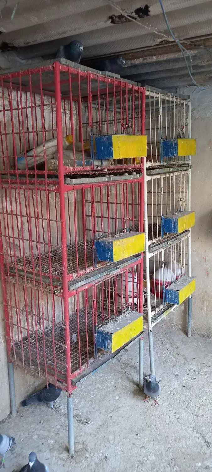 جفت کن‌|لوازم جانبی حیوانات|پاکدشت, پاکدشت (مامازند)|دیوار