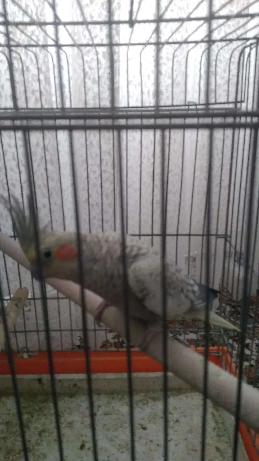 عروس هلندی|پرنده|تهران, مسعودیه|دیوار