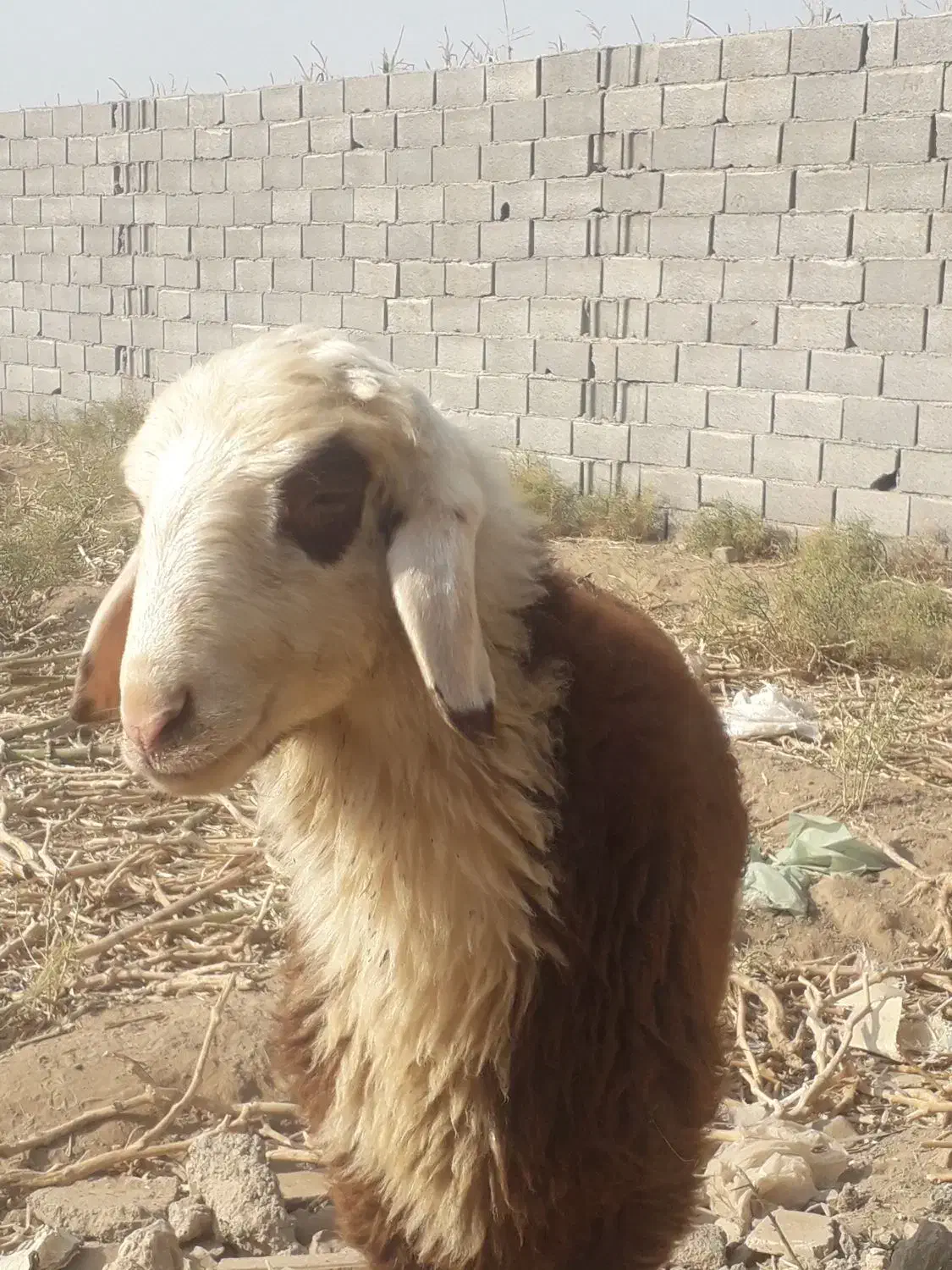 بره قوچ افشاری|حیوانات مزرعه|کاشان, صفی آباد|دیوار