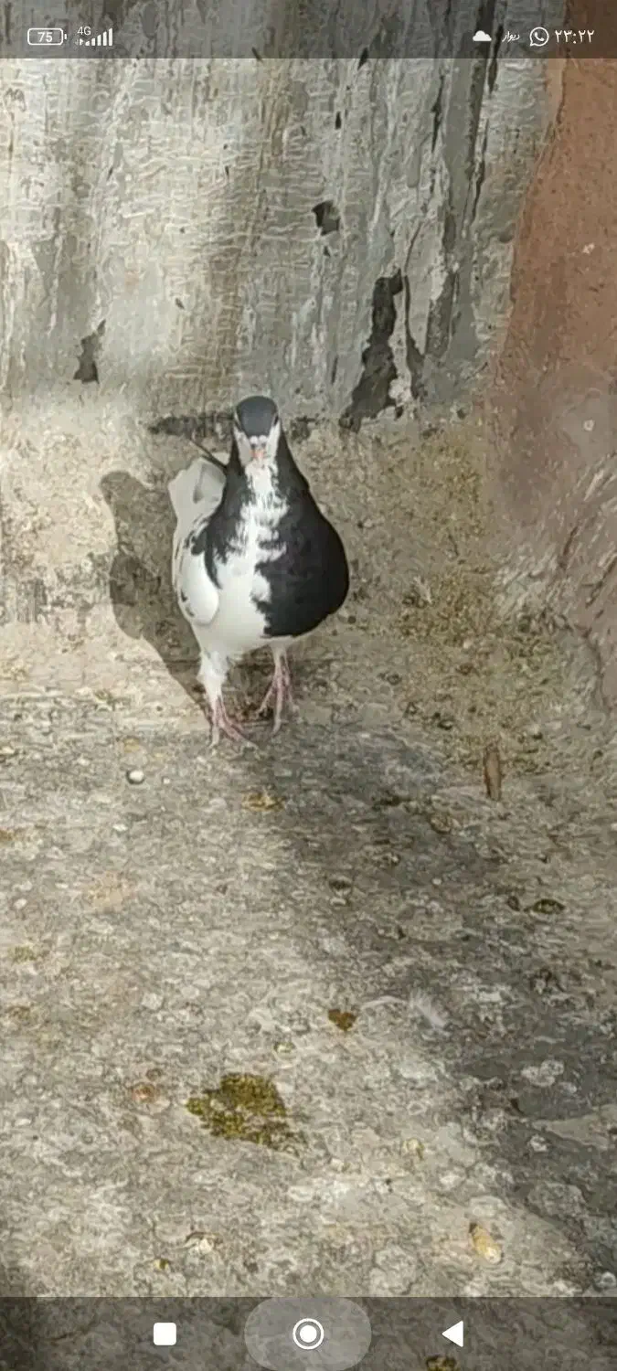 چپ وخوشرنگ|پرنده|شیراز, کوشک میدان|دیوار