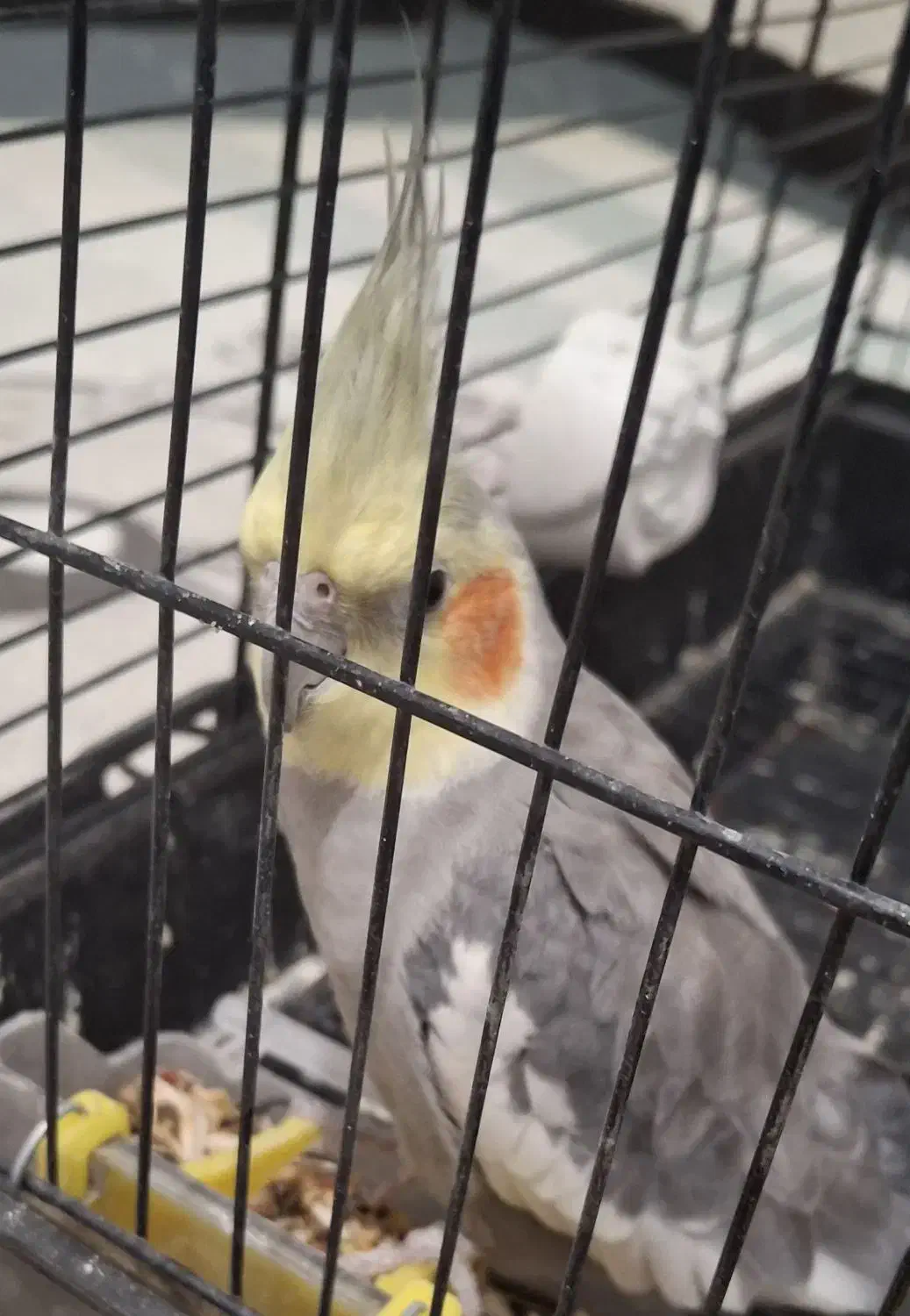 عروس هلندی|پرنده|اصفهان, بهرامآباد|دیوار