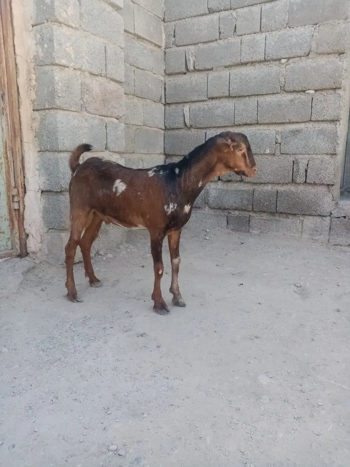 یک عدد کهره نر|حیوانات مزرعه|بندرعباس, |دیوار