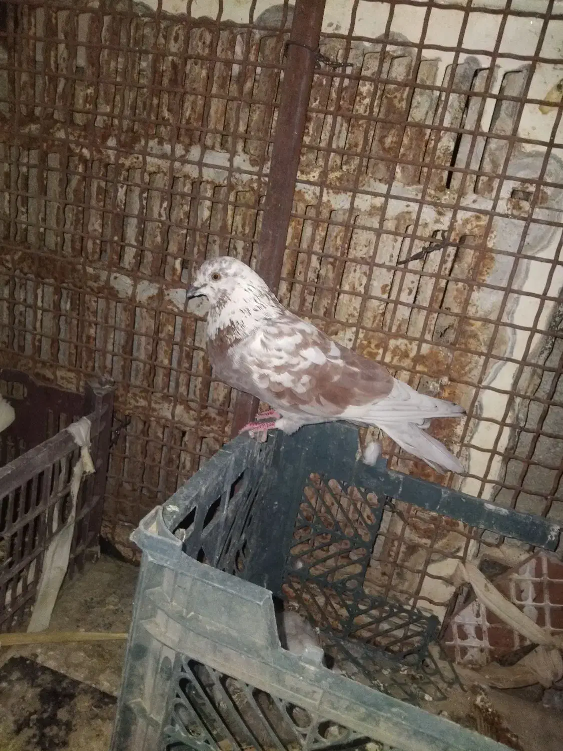 پرنده|پرنده|ایرانشهر, |دیوار