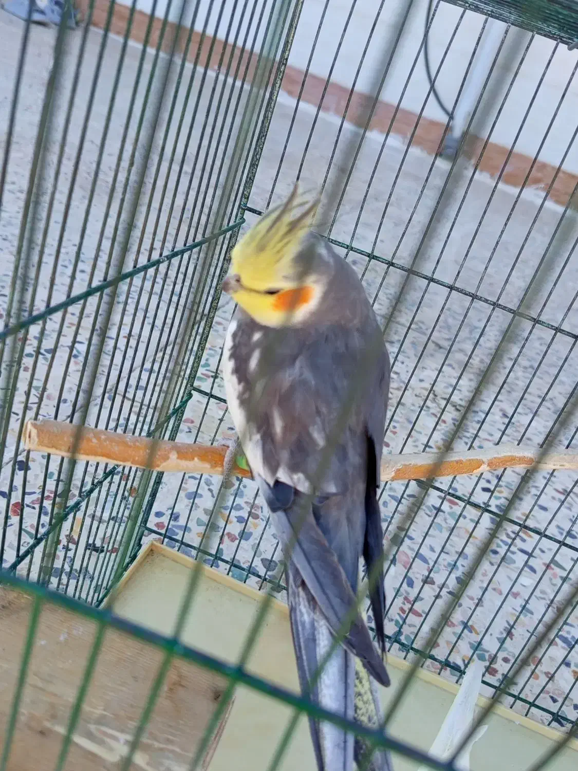 پرنده عروس هلندی مولد|پرنده|رومشکان, |دیوار