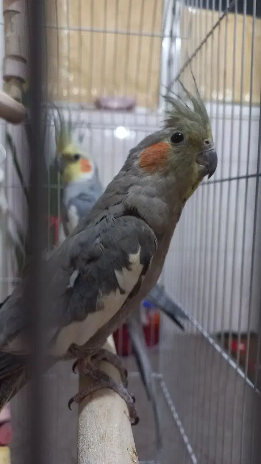 عروس هلندی|پرنده|قم, شهرک مهدیه (مدرس)|دیوار