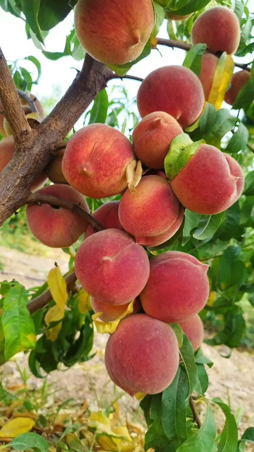 باغ 750متری پل زمانخان|فروش زمین و ملک کلنگی|فولادشهر, فولادشهر|دیوار