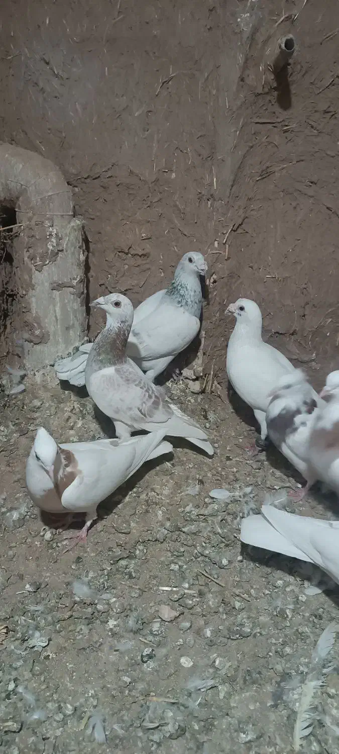 کفتر ده عدد|پرنده|سبزوار, شرق کال شمالی|دیوار