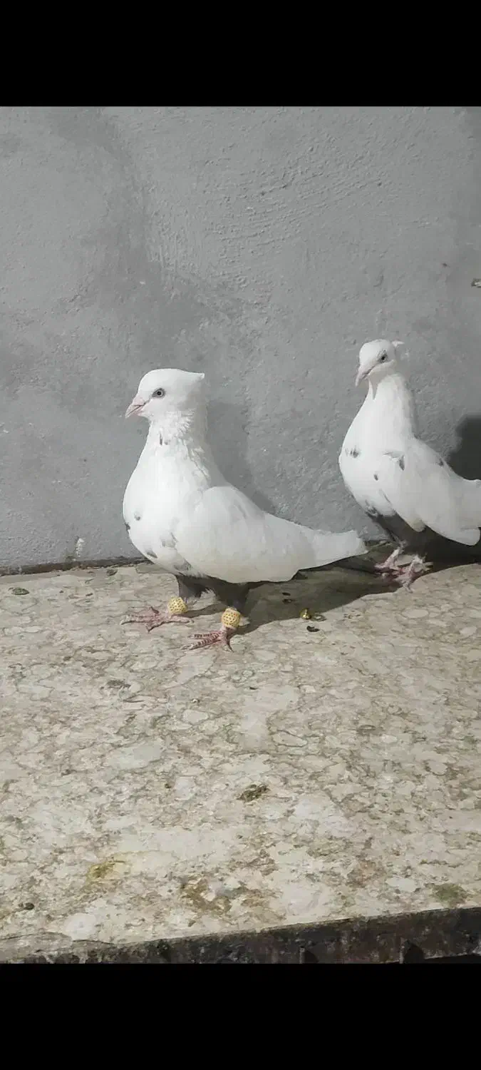 کبوتر دمبی طوقی کوار|پرنده|شیراز, شهرک مدرس|دیوار