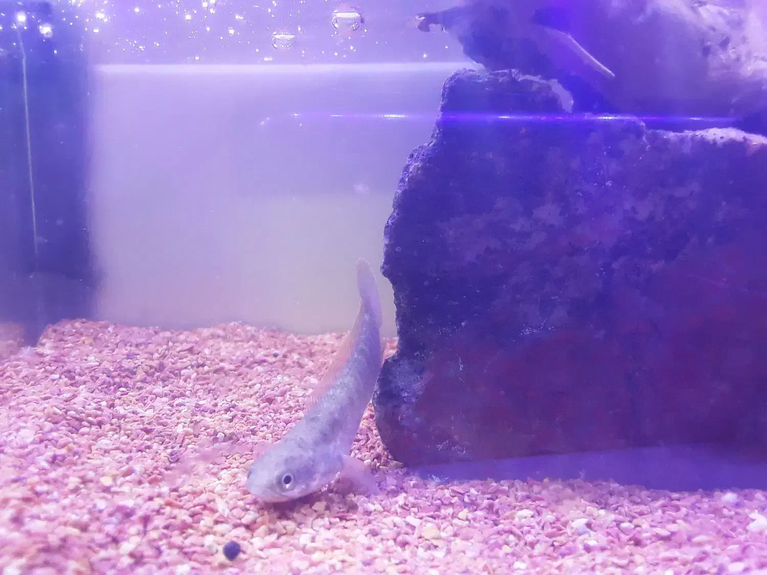 فروش ماهی چانا|ماهی|دامغان, |دیوار