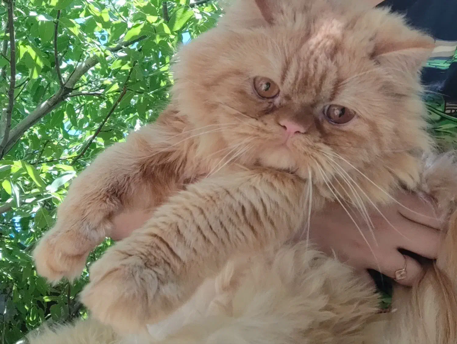 گربه پرشین|گربه|شهر ری, دولت‌آباد|دیوار