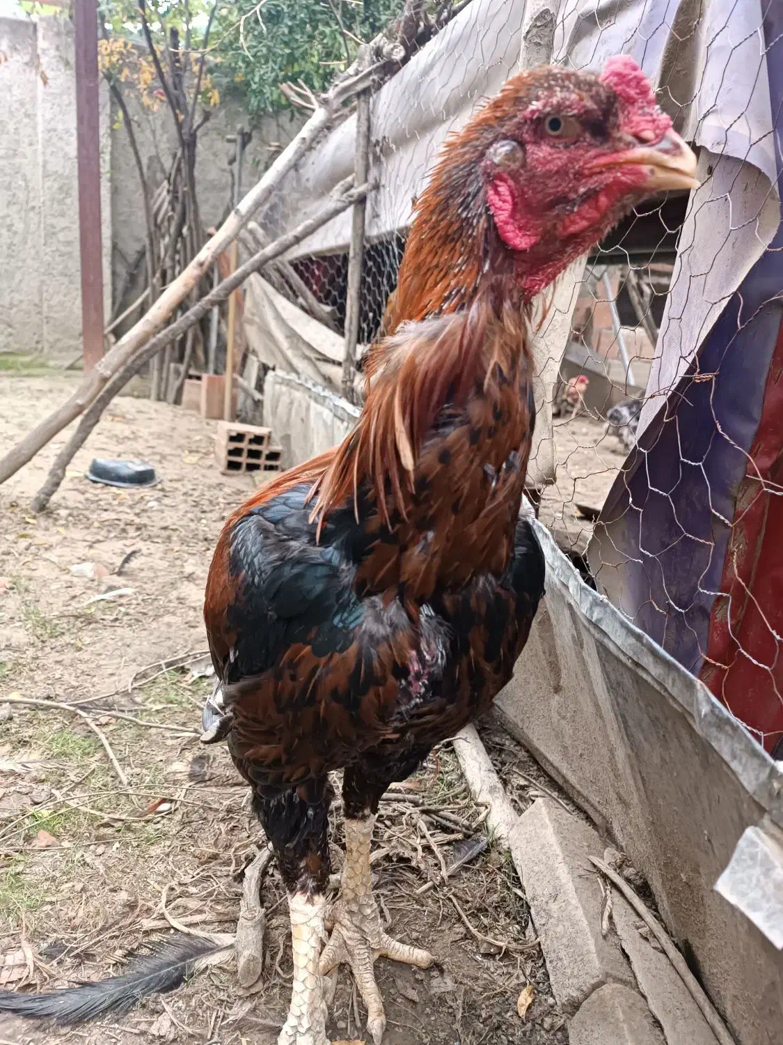 خروس لاری یک چشم کور|حیوانات مزرعه|گلوگاه, |دیوار