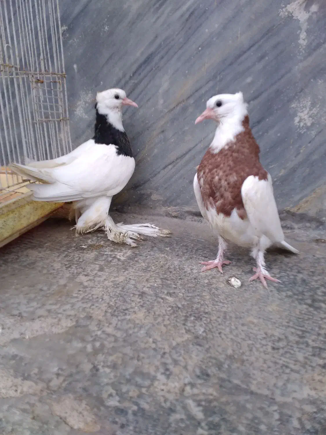 کبوتر طوقی جوجه فروشی|پرنده|بابل, |دیوار