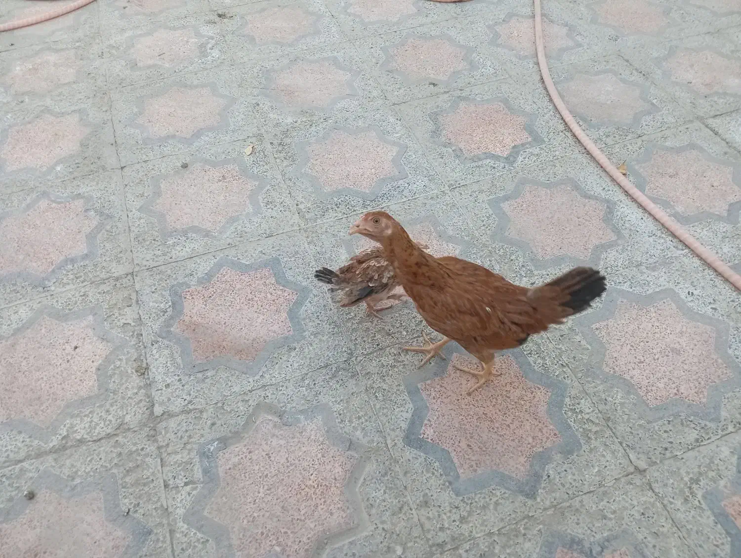 فروش مرغ وخروس وجوجه|حیوانات مزرعه|ایرانشهر, |دیوار