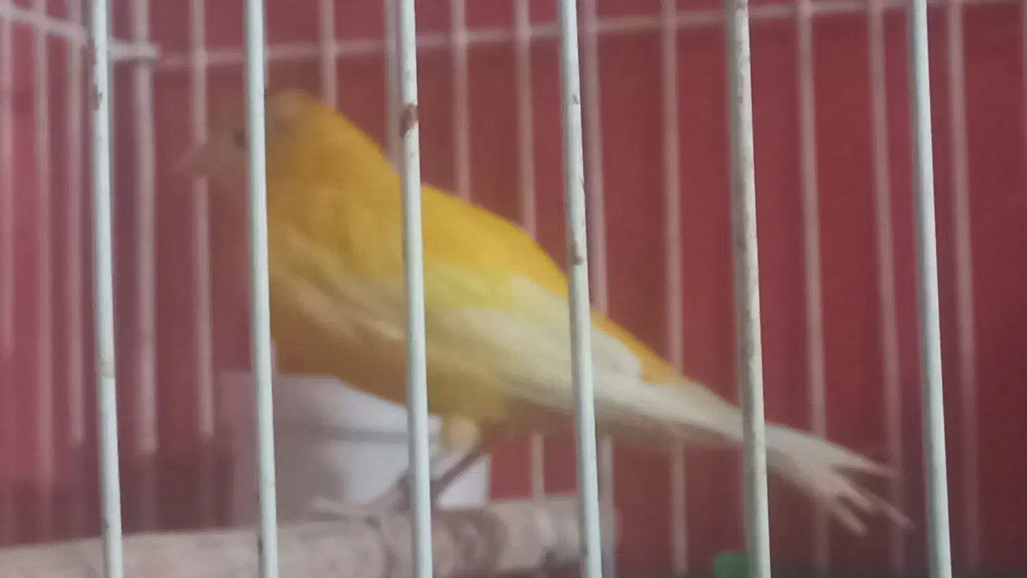 قناری|پرنده|یزد, |دیوار