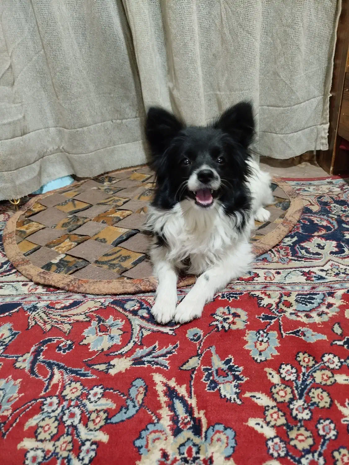 سگ شناسنامه دار|سگ|زاهدان, |دیوار