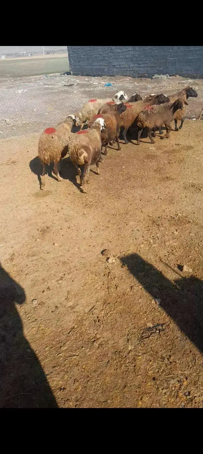 میش وبره|حیوانات مزرعه|کنگاور, |دیوار