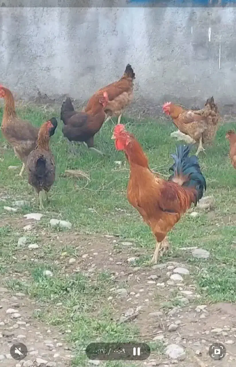 مرغ و خروس،بوقلمون،گوسفند و غاز و اردک|حیوانات مزرعه|رباطکریم, رباطکریم|دیوار