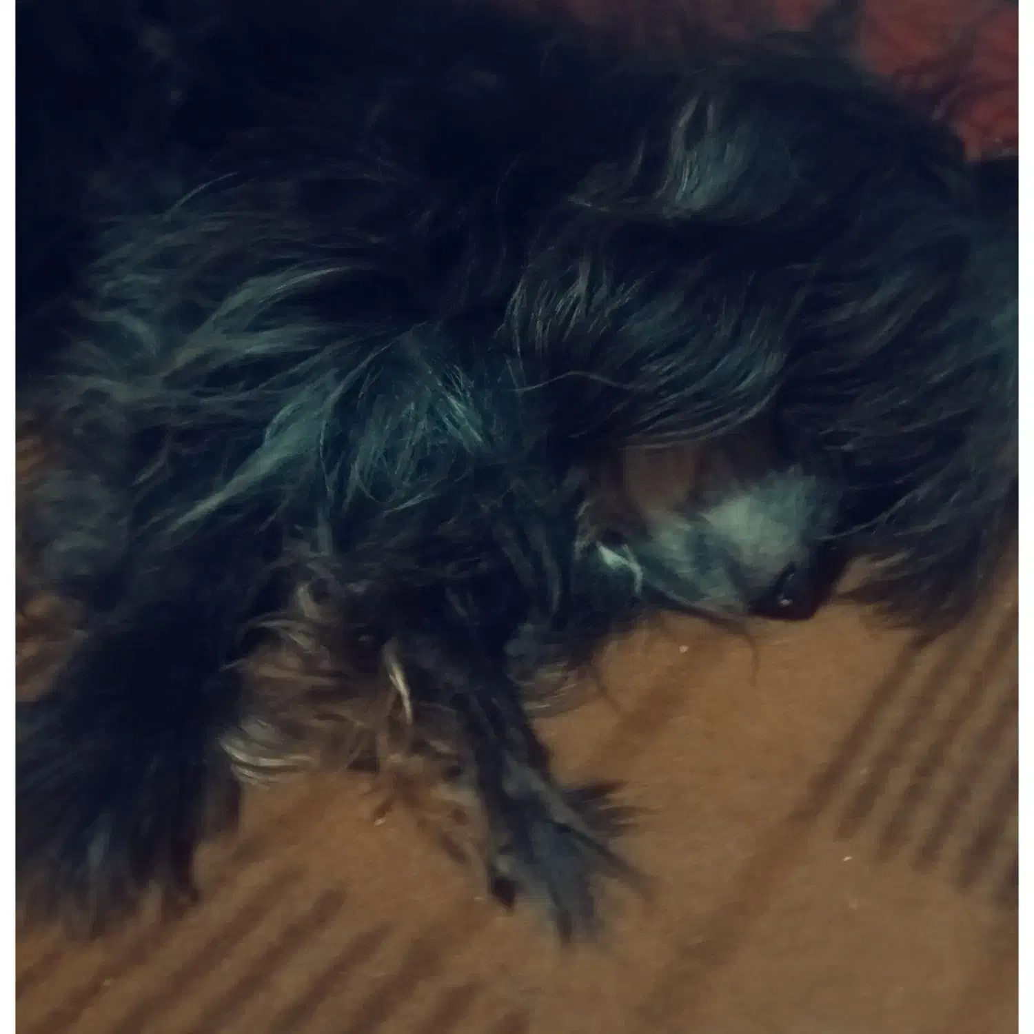 دو عدد سگ تریر  عروسکی|حیوانات|بندرعباس, |دیوار