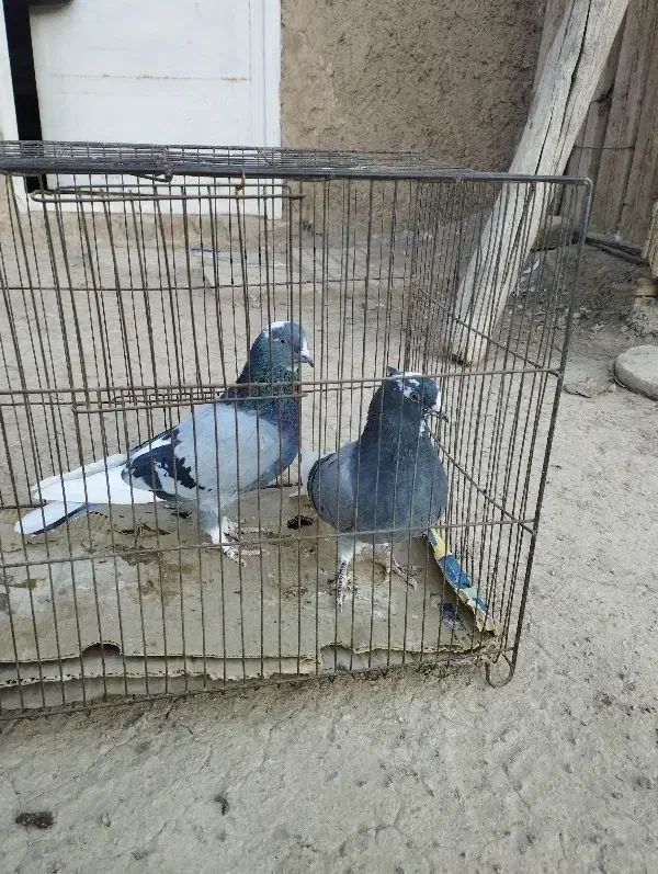 کبوتر|پرنده|نطنز, |دیوار