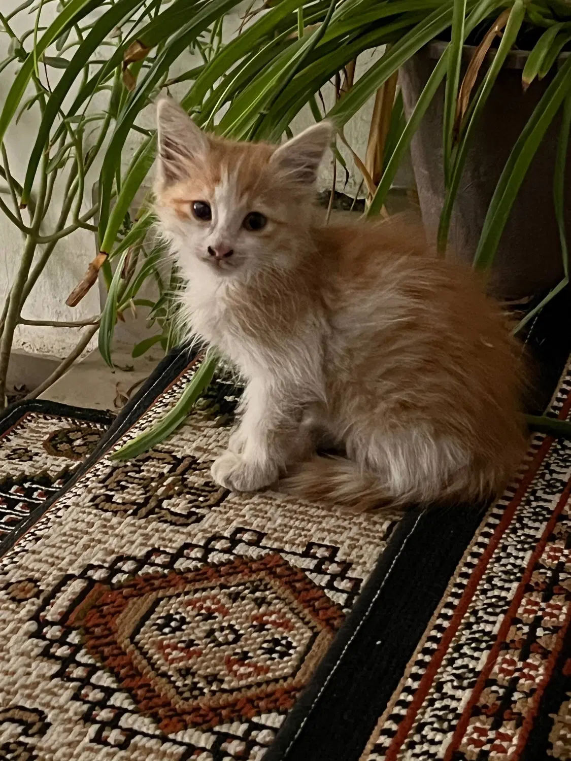 گربه|گربه|اردبیل, |دیوار