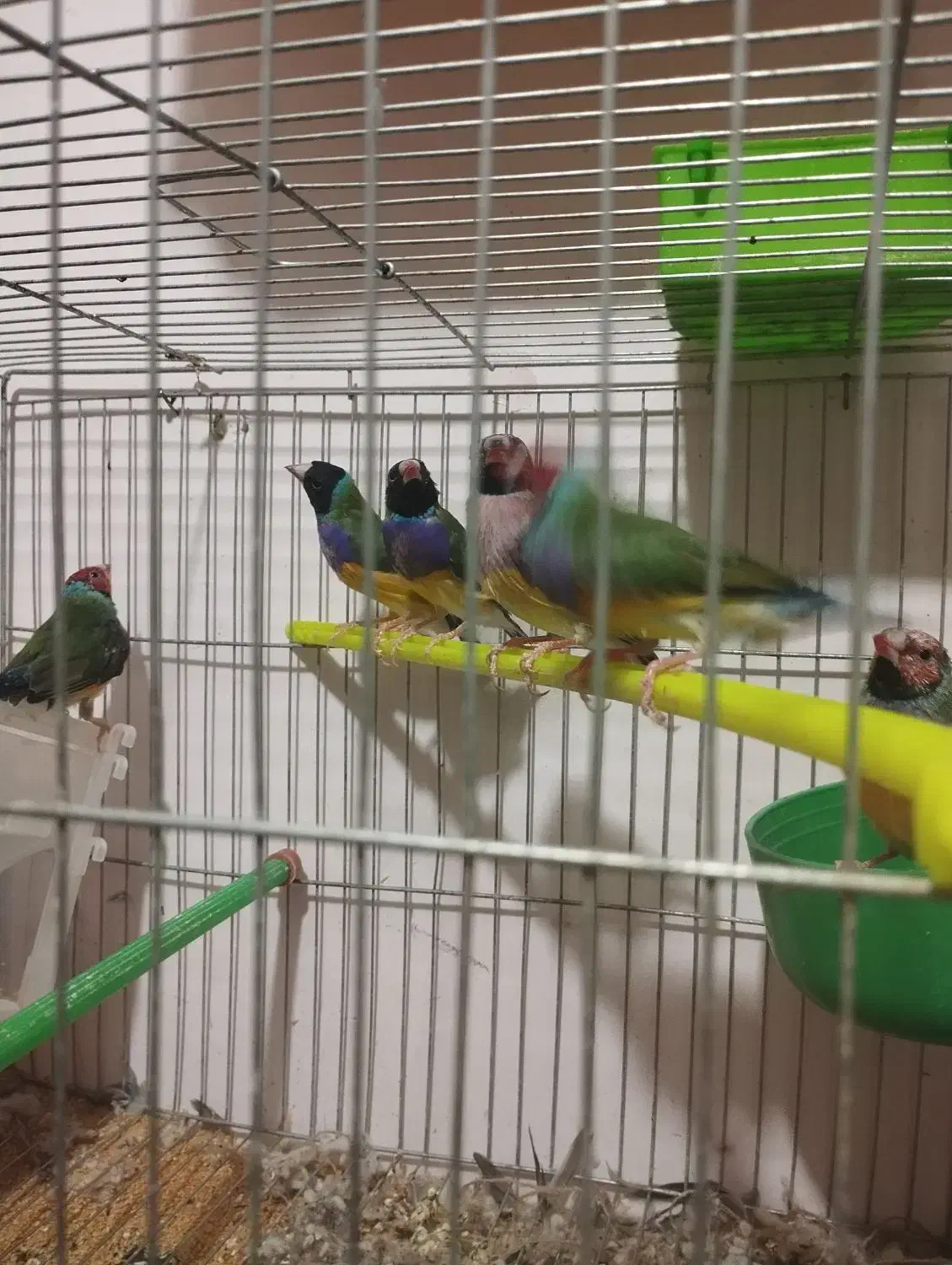 فنچ گلدین|پرنده|ارومیه, |دیوار