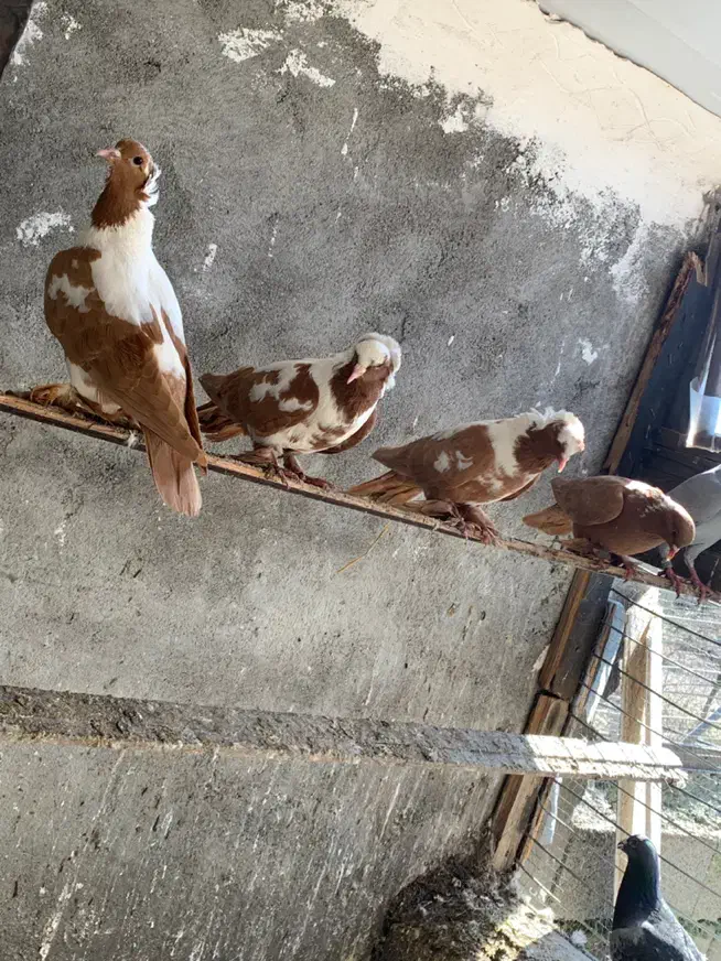 ککیلی|پرنده|اردبیل, |دیوار