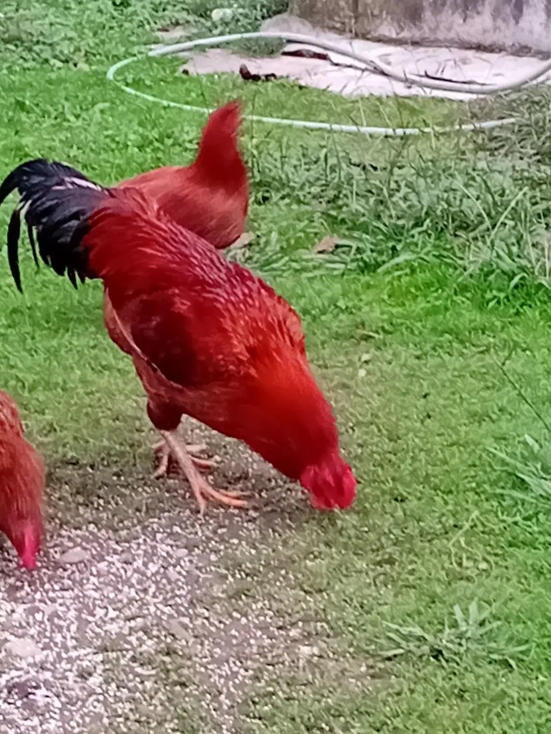 خروس لاری و محلی|حیوانات مزرعه|طاهرگوراب, |دیوار