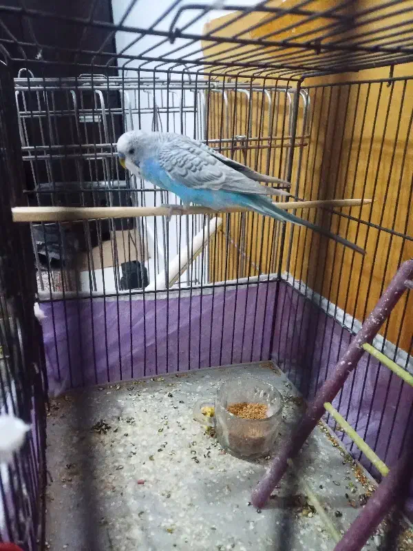 مرغ عشق|پرنده|میاندوآب, |دیوار