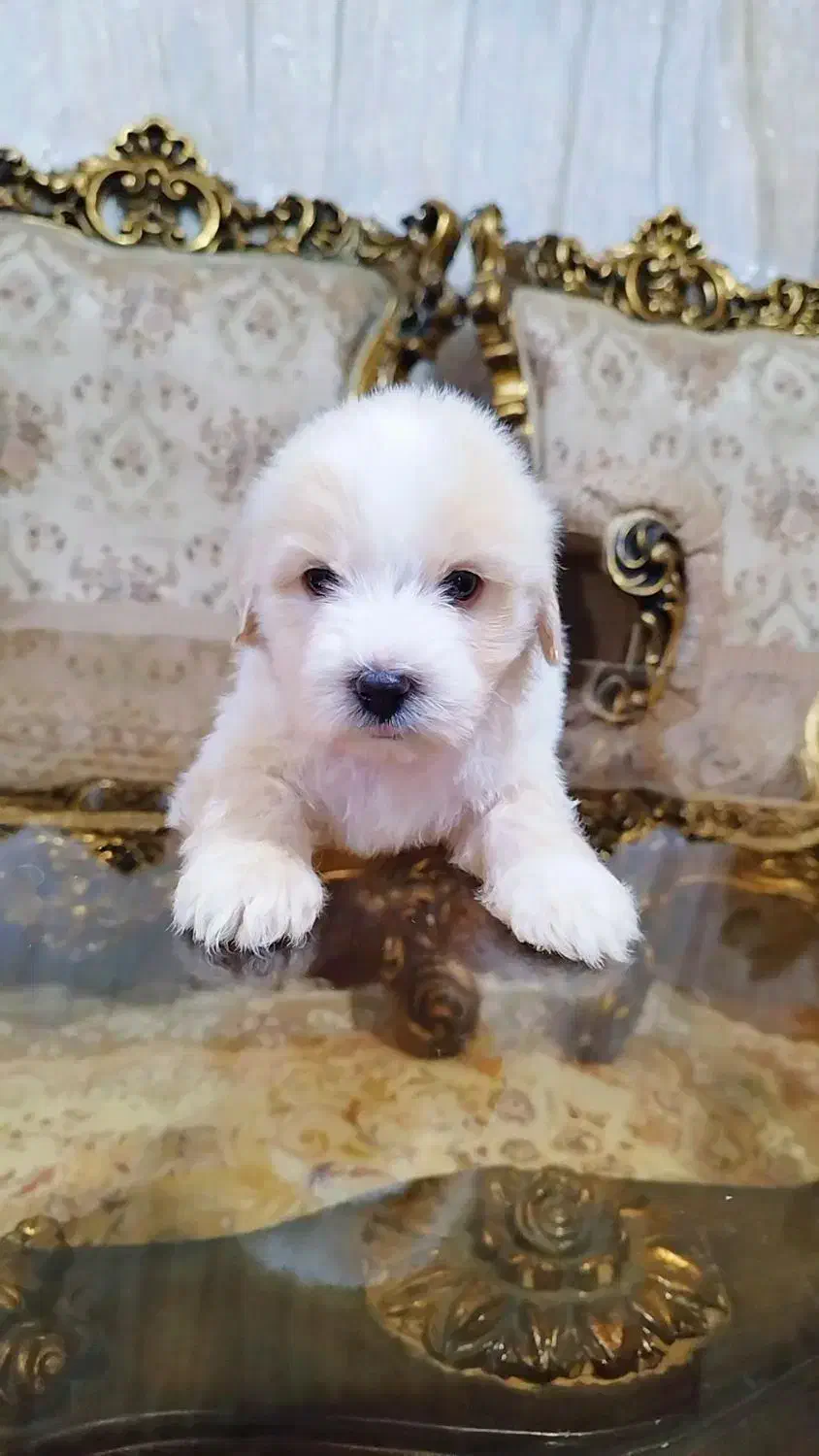 فروش سگ شیتزو تریر|سگ|آستارا, |دیوار