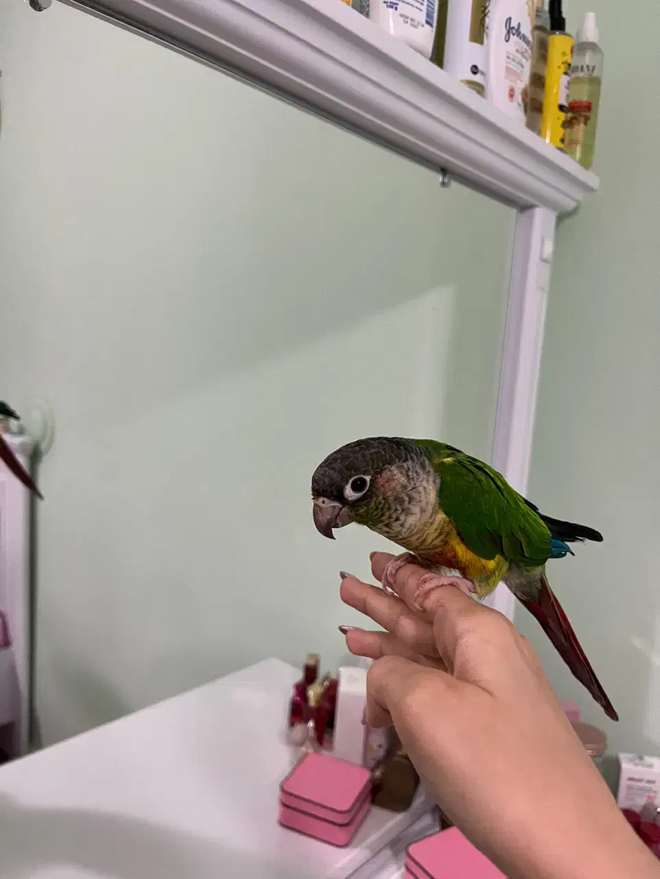 طوطی|پرنده|سنندج, |دیوار